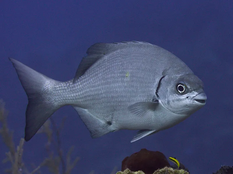 Pacific Chub (Kyphosus pacificus)