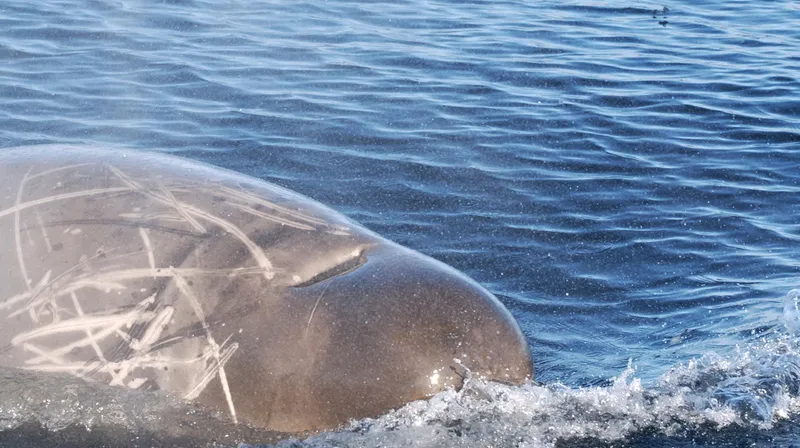 Antarctic Bottlenose (Hyperoodon planifrons)