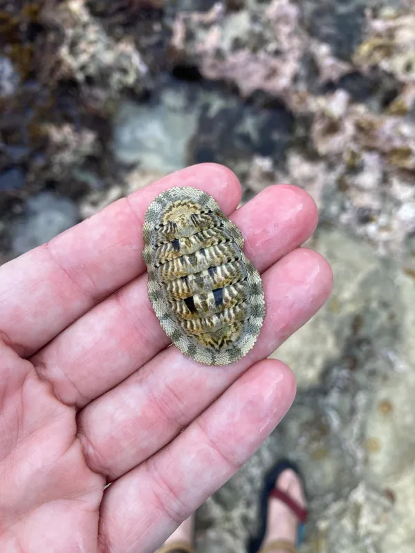 Squamose Chiton (Chiton squamosus)