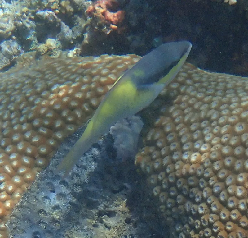 Blue Parrotfish (Scarus oviceps)