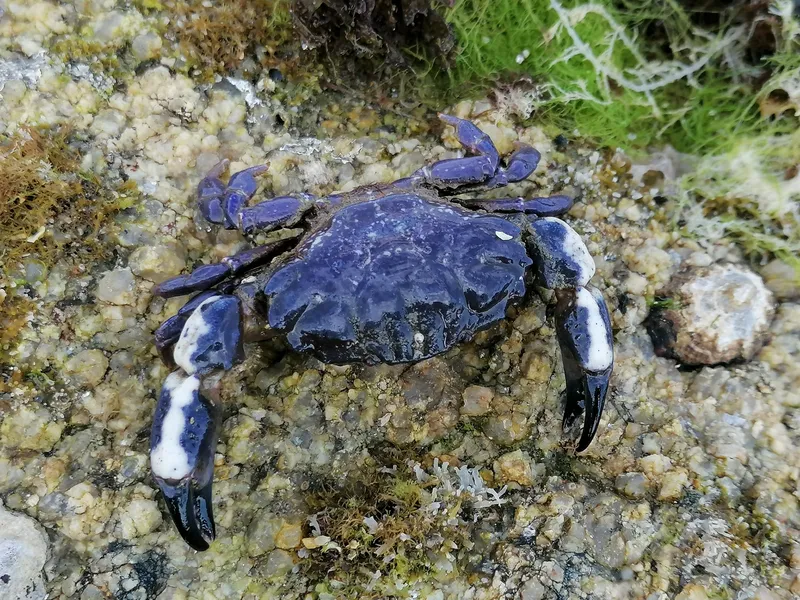 Montagu's Crab (Xantho hydrophilus)