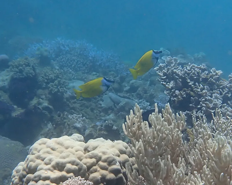 Common Foxface (Siganus vulpinus)