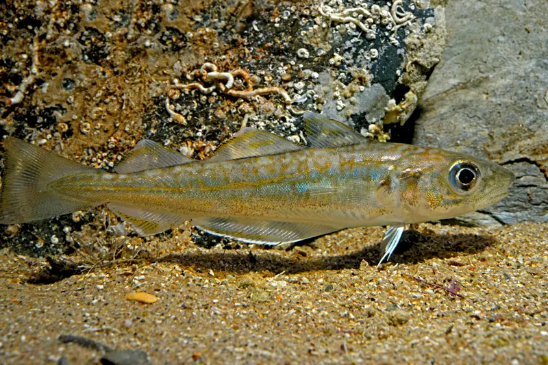Whiting (Merlangius merlangus)