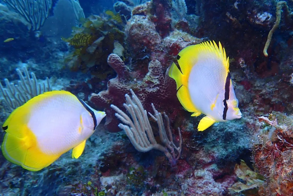 Spotfin Butterflyfish (Chaetodon ocellatus)