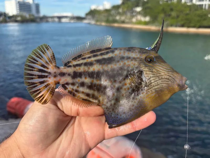 Orangespotted Filefish (Cantherhines pullus)