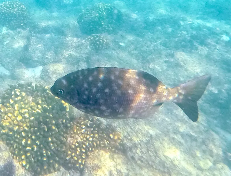 Kyphosus sandwicensis