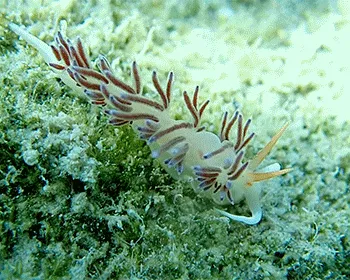 Cratena Slug (Cratena peregrina)