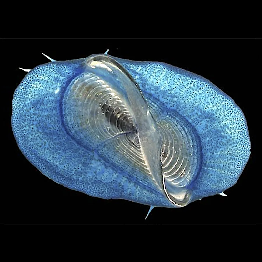 By-the-Wind Sailor (Velella velella)