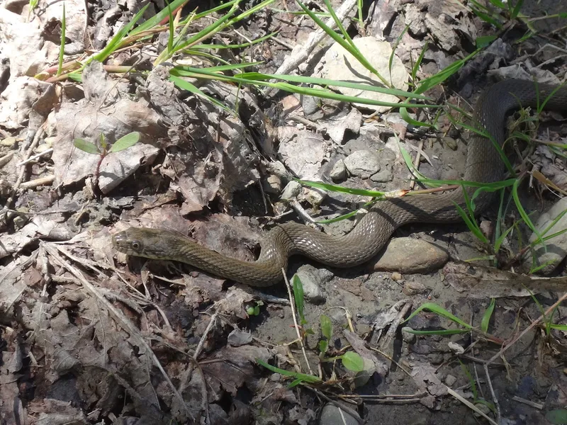 Common Watersnake (Nerodia sipedon)