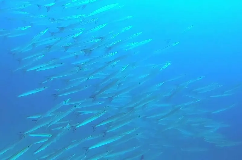 Pelican Barracuda (Sphyraena idiastes)