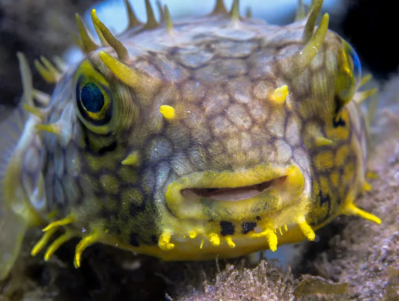 Web Burrfish (Chilomycterus antillarum)
