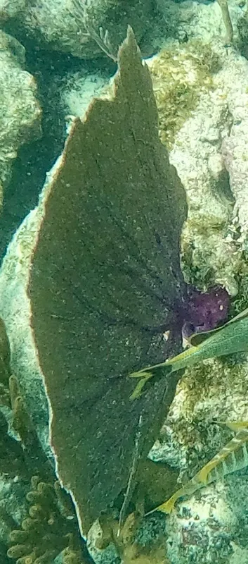 Common Sea Fan (Gorgonia ventalina)