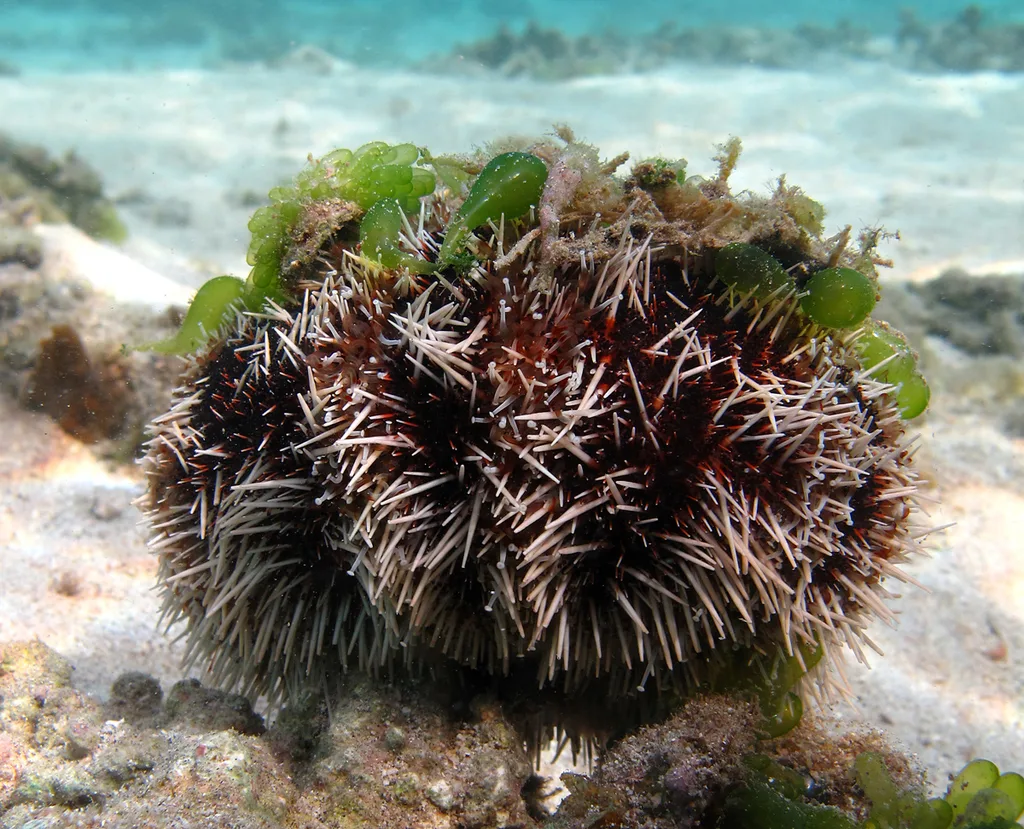 Bischofsmützenseeigel (Tripneustes gratilla)
