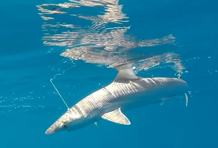 Australian Sharpnose Shark (Rhizoprionodon taylori)