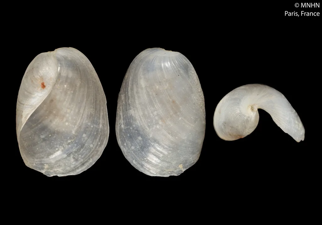 Lobe Shell (Philine quadripartita)