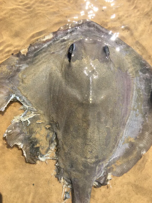 Cowtail Stingray (Pastinachus ater)