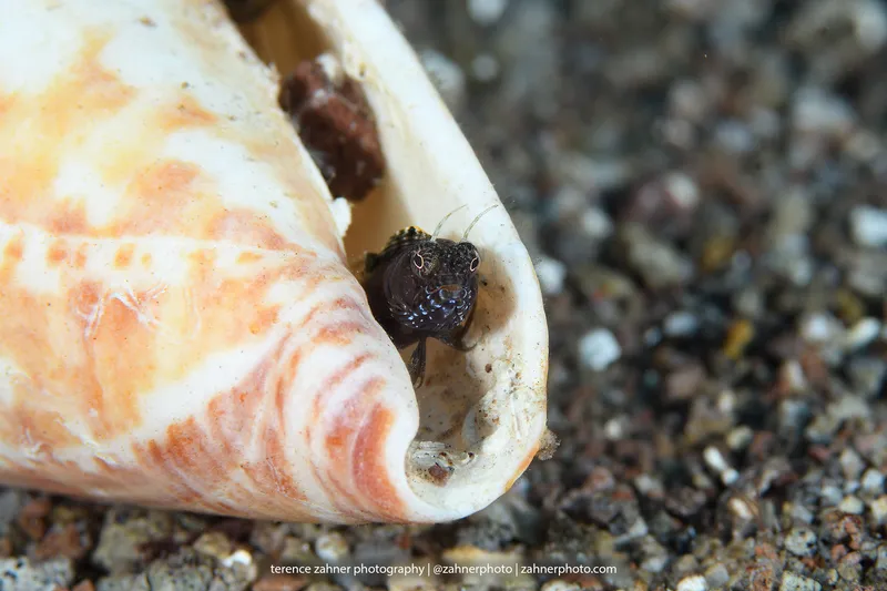 Sailfin Blenny (Emblemaria pandionis)