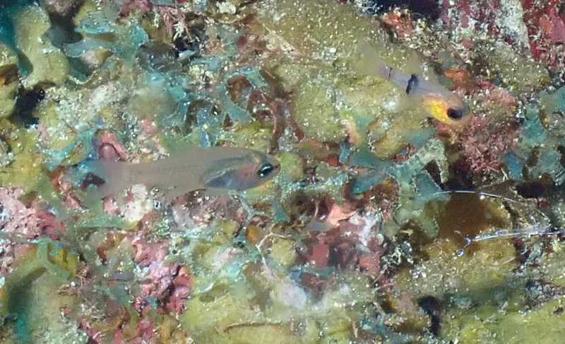 Bigtooth Cardinalfish (Paroncheilus affinis)