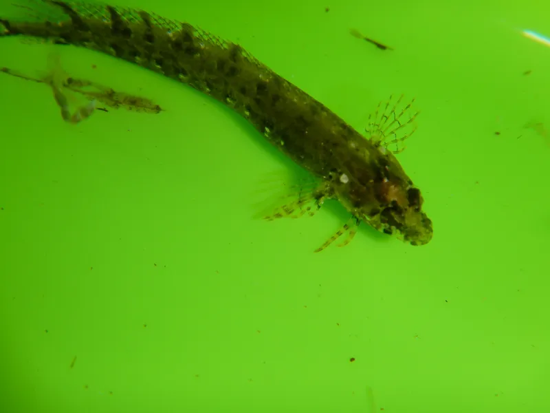Cline (Clinitrachus argentatus)