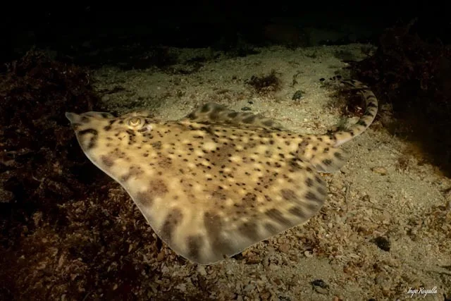 Thornback Ray (Raja clavata)