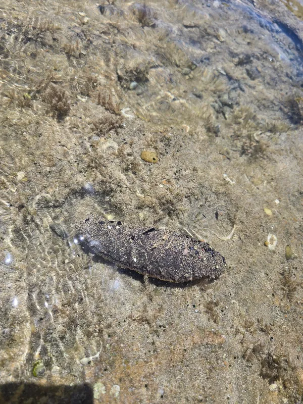 Gray Sea Cucumber (Holothuria (Halodeima) grisea)