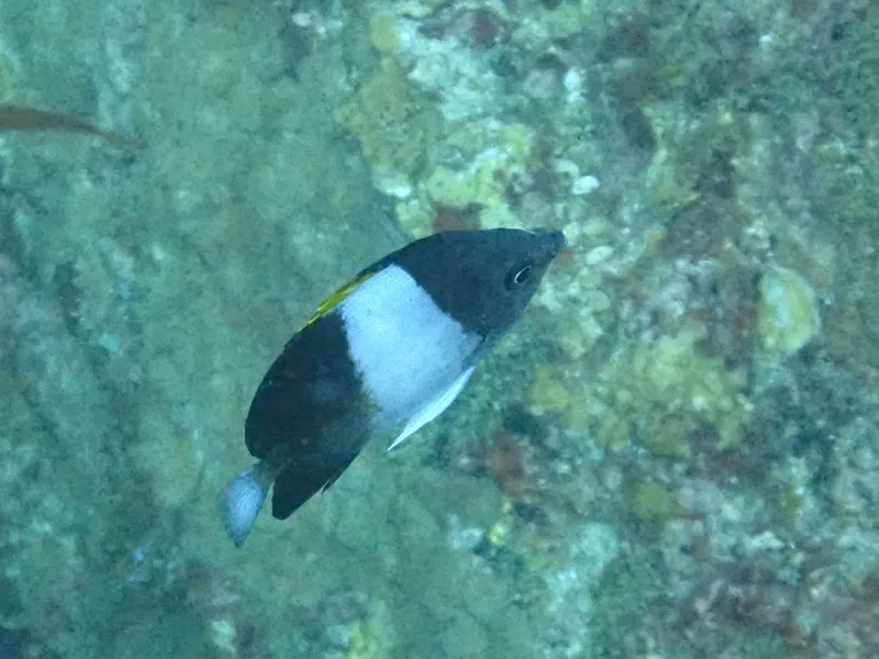 Brown-and-White Butterflyfish (Hemitaurichthys zoster)