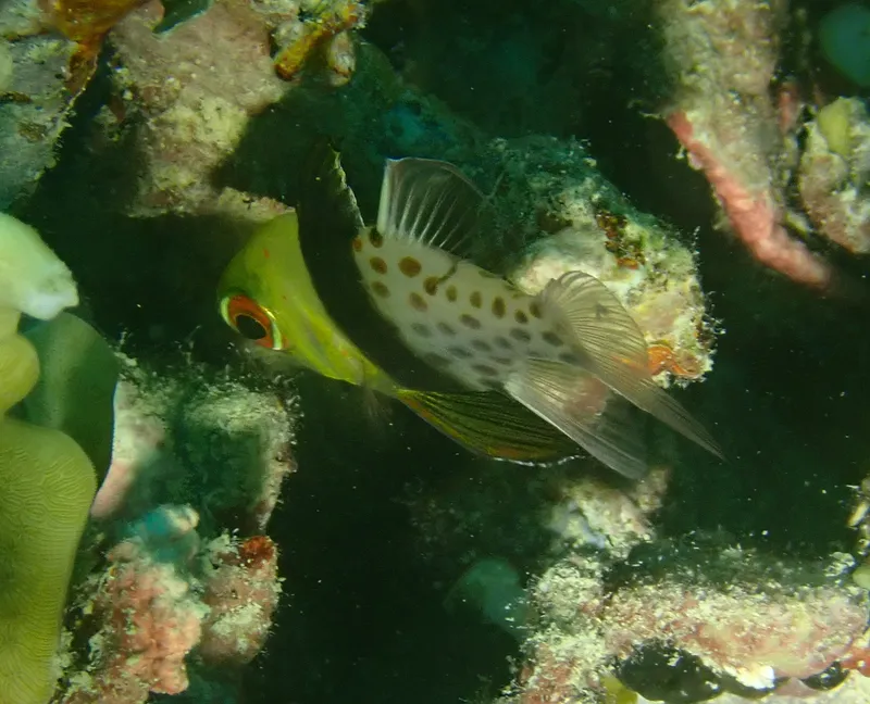 Coral Cardinalfish (Sphaeramia nematoptera)