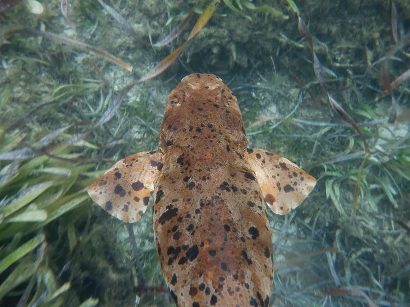 Cobbler Carpet Shark (Sutorectus tentaculatus)