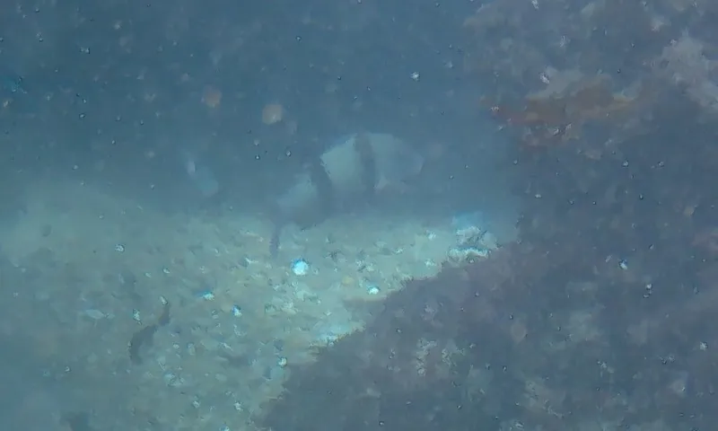 Doublebar Goatfish (Parupeneus trifasciatus)