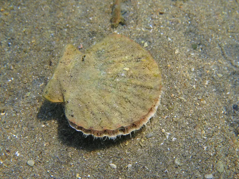 Great Mediterranean Scallop (Pecten jacobaeus)