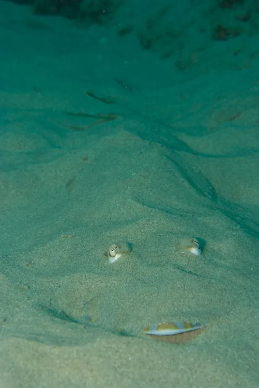 Greyspot Guitarfish (Acroteriobatus leucospilus)