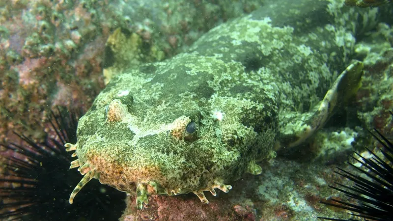 Banded Wobbegong (Orectolobus ornatus)