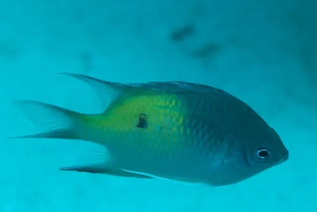 Yellowfin Damsel (Amblyglyphidodon flavilatus)