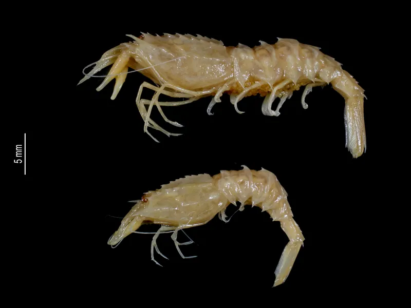 Pontocaris profundior
