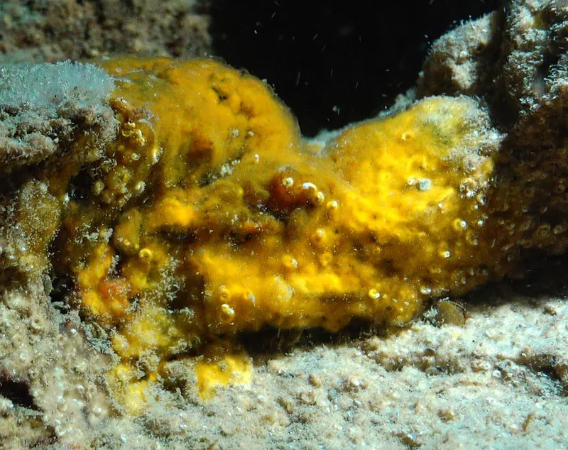 Orange Crust Sponge (Protosuberites denhartogi)