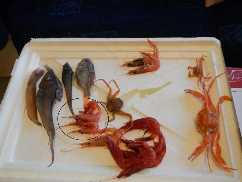 Arrow Shrimp (Plesionika heterocarpus)
