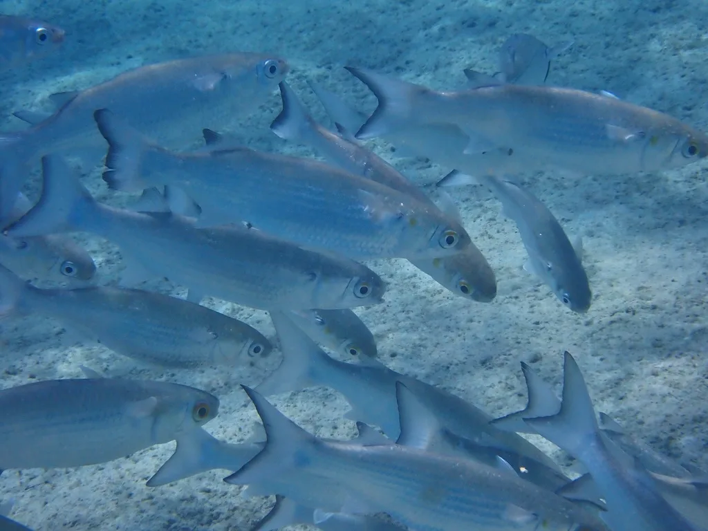 Blue-Black Mullet (Mugil curema)
