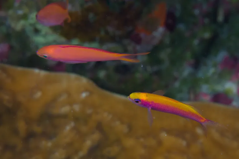 Whitley's Splitfin (Luzonichthys whitleyi)