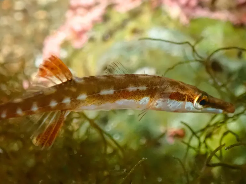 Fifteen-Spined Stickleback (Spinachia spinachia)