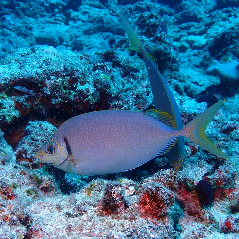 New Caledonia Rabbitfish (Siganus woodlandi)