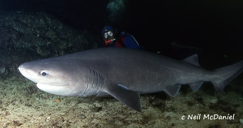 Bluntnose Sixgill Shark (Hexanchus griseus)