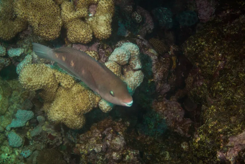 Striped Parrotfish (Scarus zelindae)