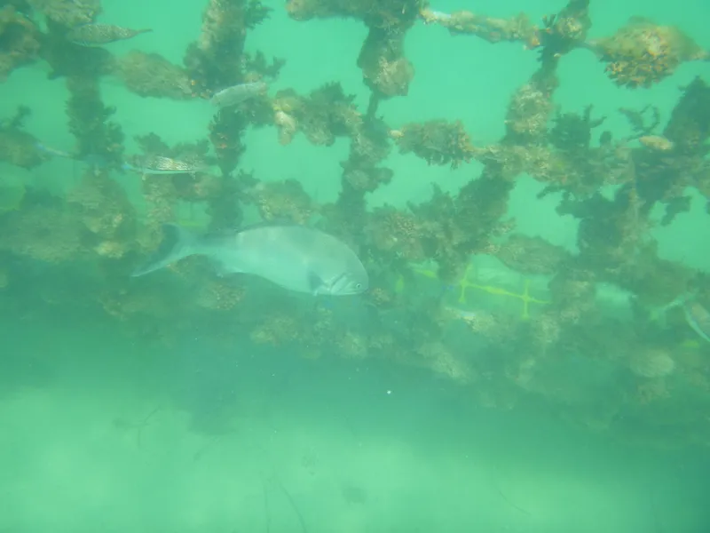 Gladius Chub (Kyphosus gladius)