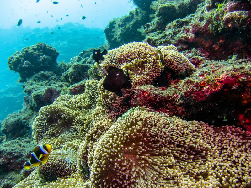 Mauritian Anemonefish (Amphiprion chrysogaster)