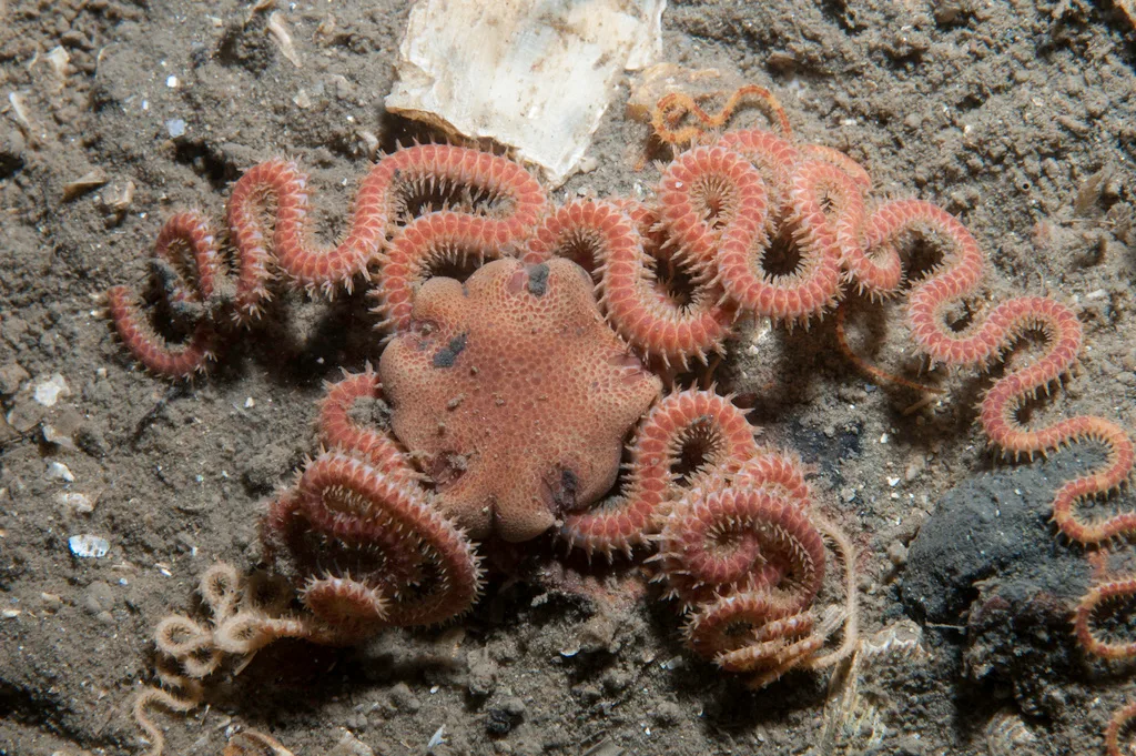 Brittlestar (Amphiura chiajei)