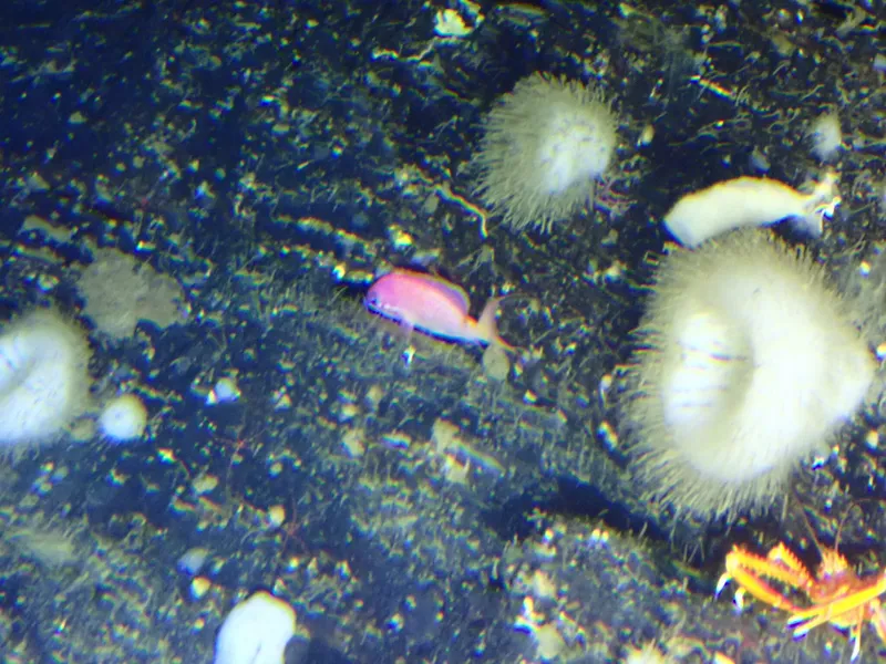 Jeweled Gemfish (Anthias asperilinguis)