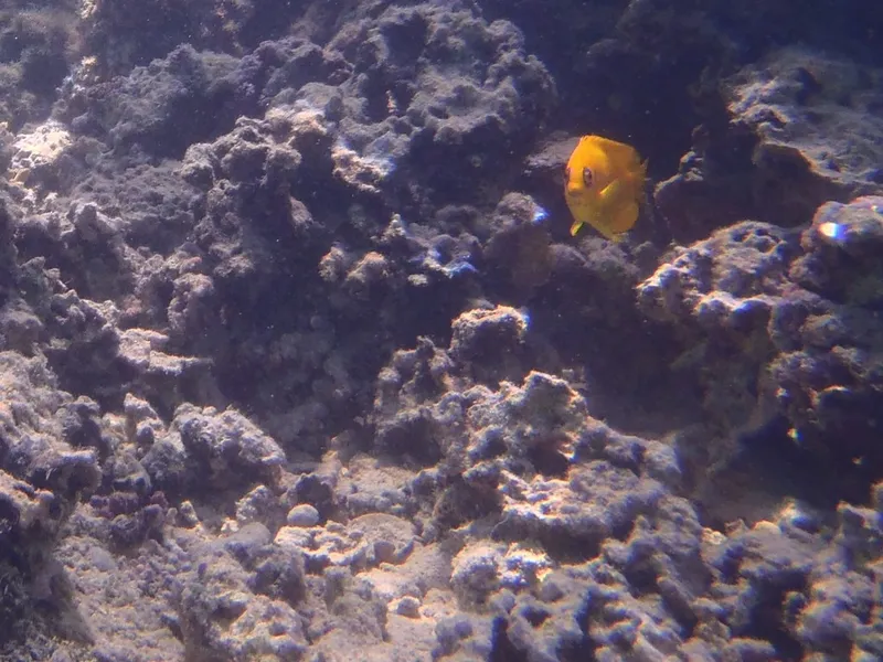 Dwarf Angelfish (Centropyge flavissima)