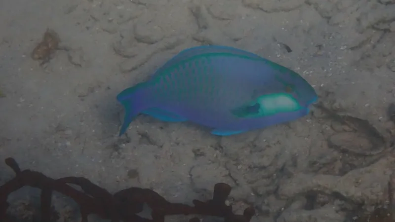 Bleeker's Parrotfish (Chlorurus bleekeri)
