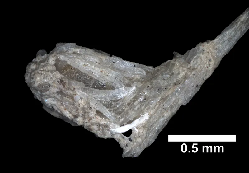 Chrysogorgia multiflora