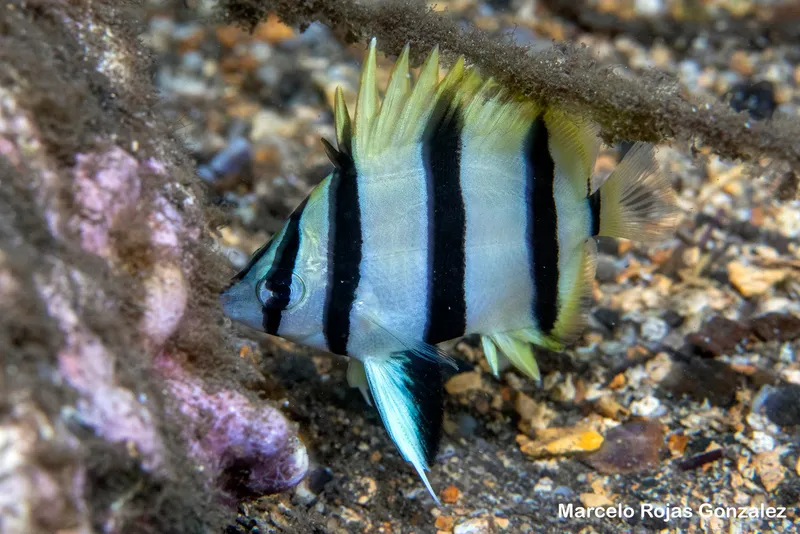 Narrow-Barred Butterflyfish (Amphichaetodon melbae)